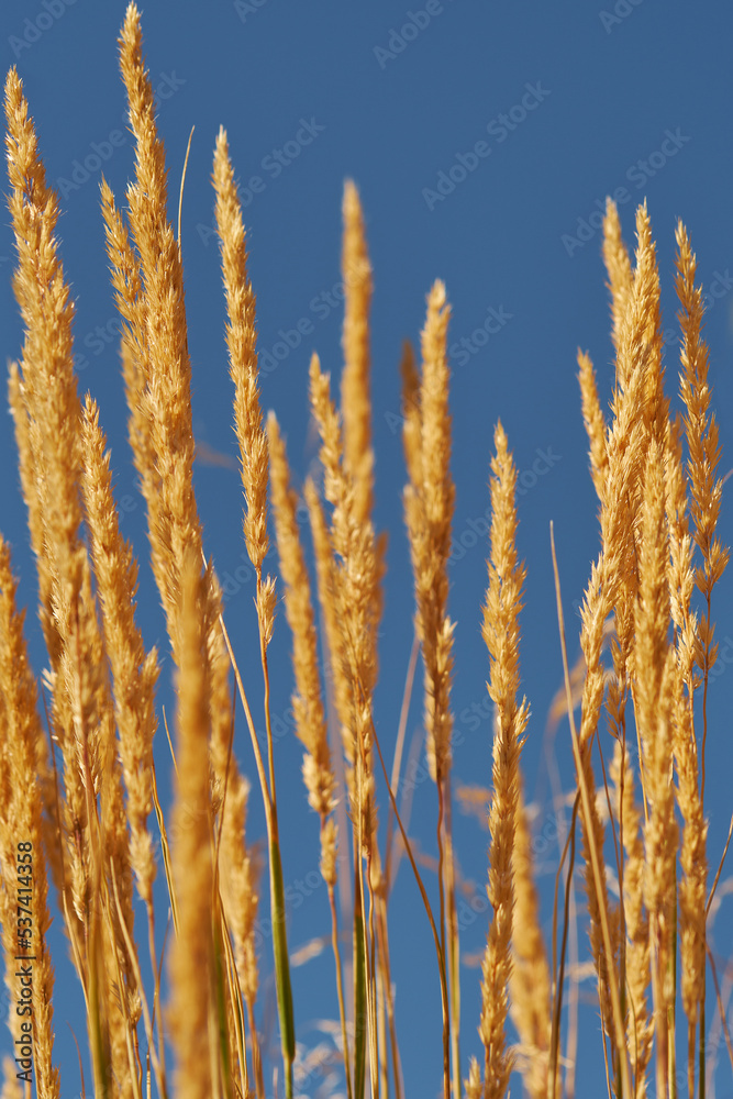 Fototapeta premium Yellow spikelets against the blue sky. Autumn background for text.