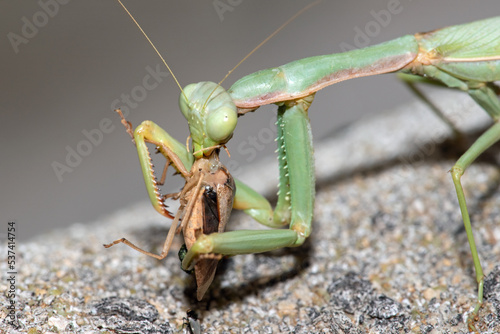 Arizona Mantis (Stagmomantis limbata) eating 