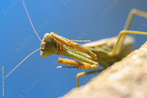 Arizona Mantis (Stagmomantis limbata) photo