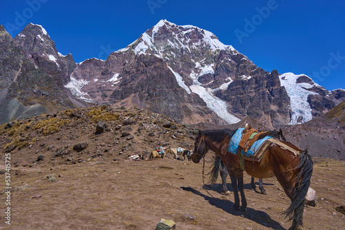 Caballo de carga caminando en lo alto de nevado peruano 