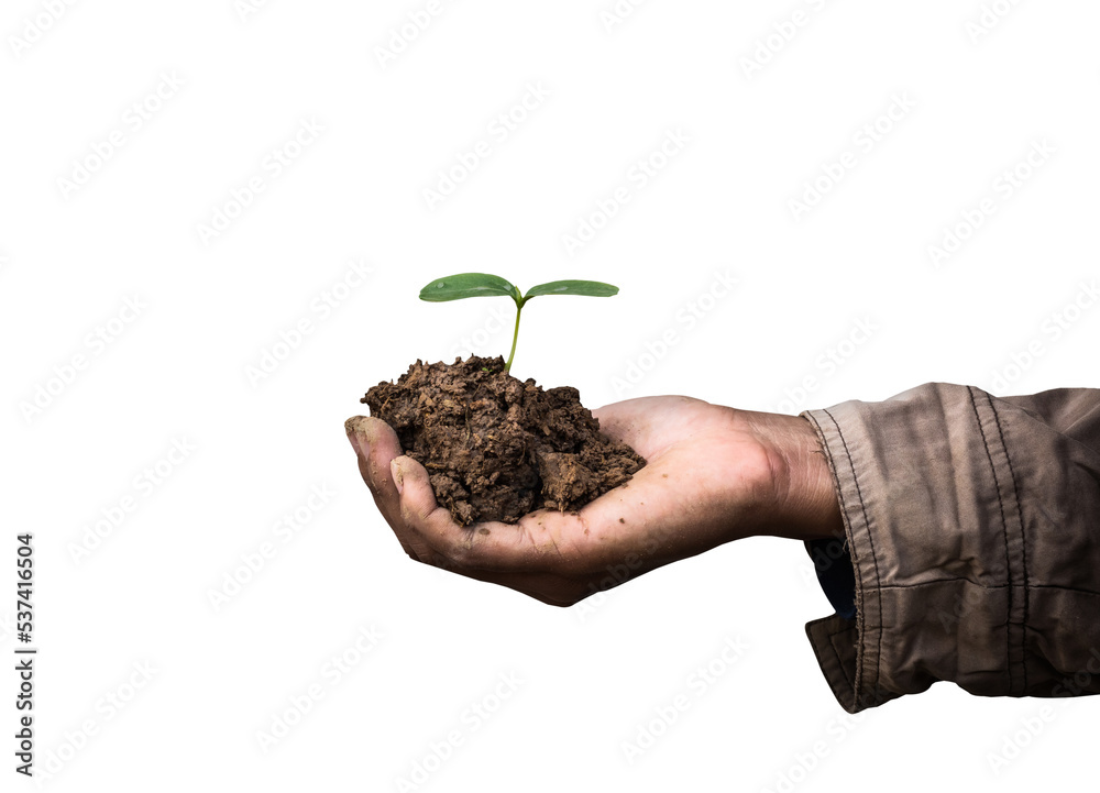 Plant in old man hands isolated Plant in old man hands isolated