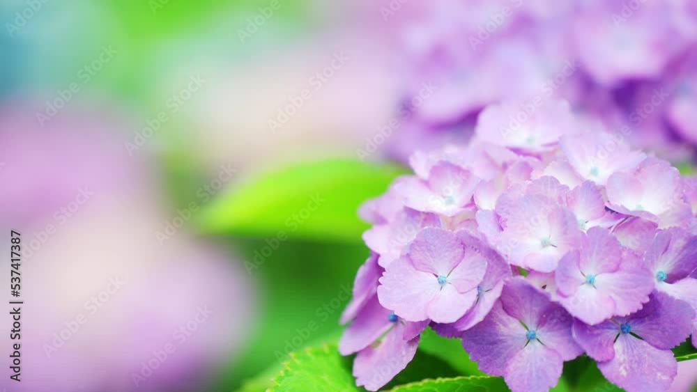 紫色のふんわりとした美しい紫陽花