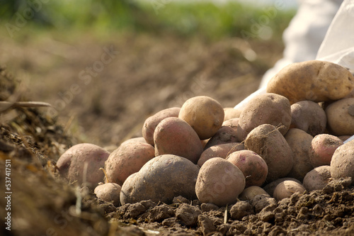 Pile of newly harvested multicolored potatoes
