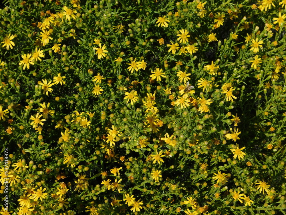 False yellowhead, or woody, or sticky, or yellow fleabane, or Dittrichia viscosa, wild plant