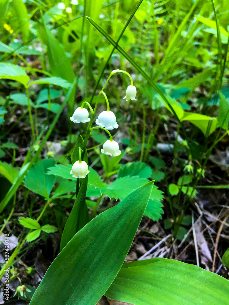 may lily's in the garden