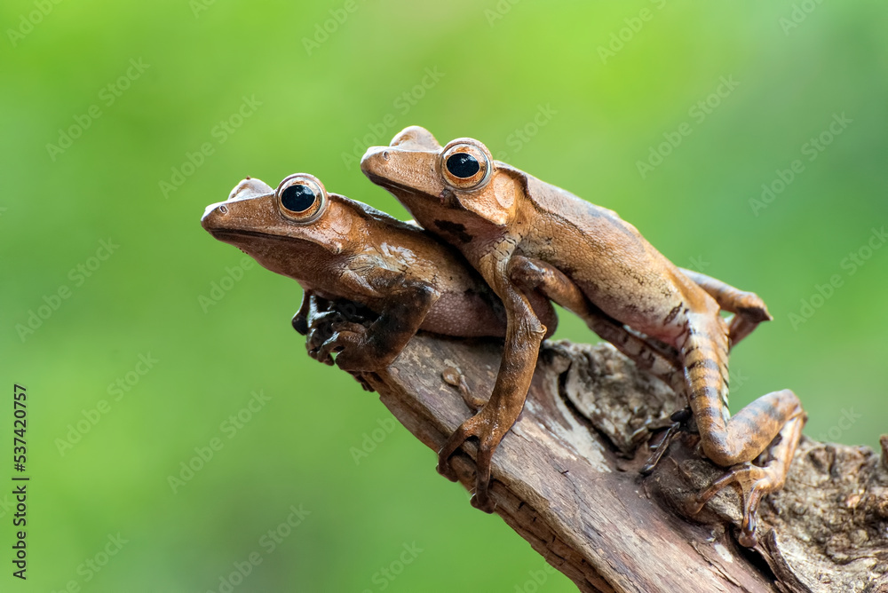 Obraz premium Borneo eared tree frogs on a tree