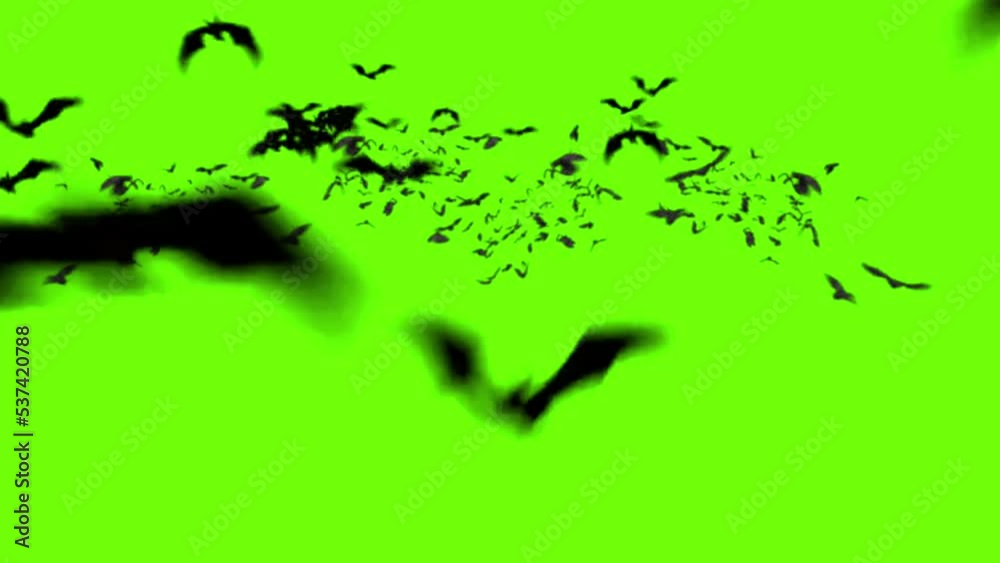 Halloween Bats Flying on Green Screen Background 4K Animation