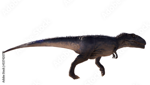 Giganotosaurus dinosaur running and roaring on a blank background PNG © akiratrang