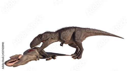 Giganotosaurus dinosaur eats meat and roars on a blank background PNG © akiratrang