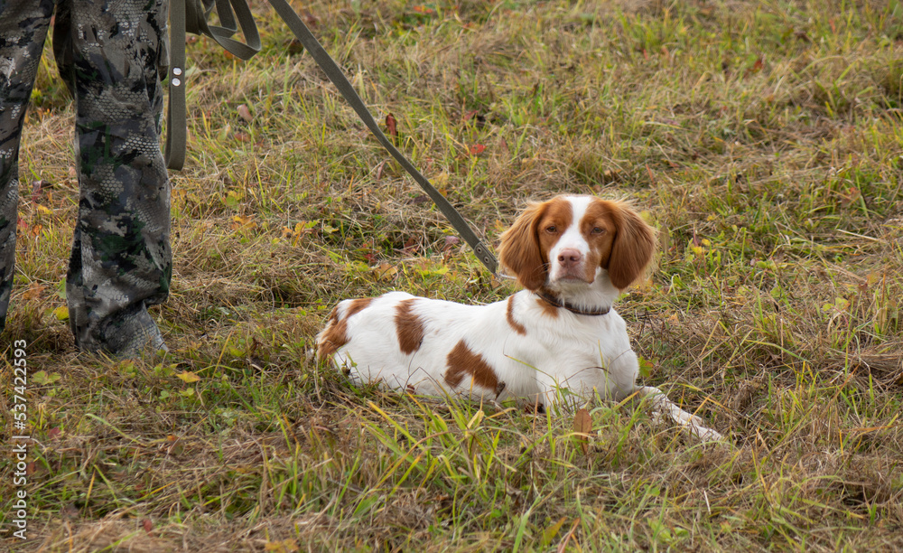 A spaniel hunting dog on a leash.