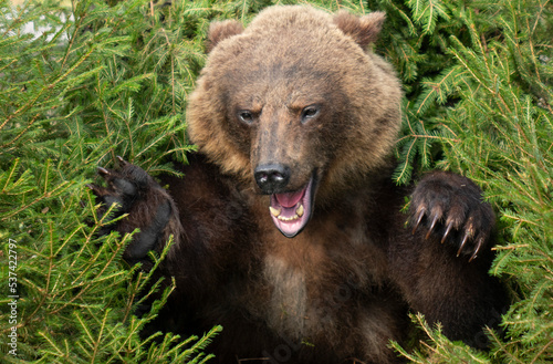 An aggressive big bear attacks, baring its claws.