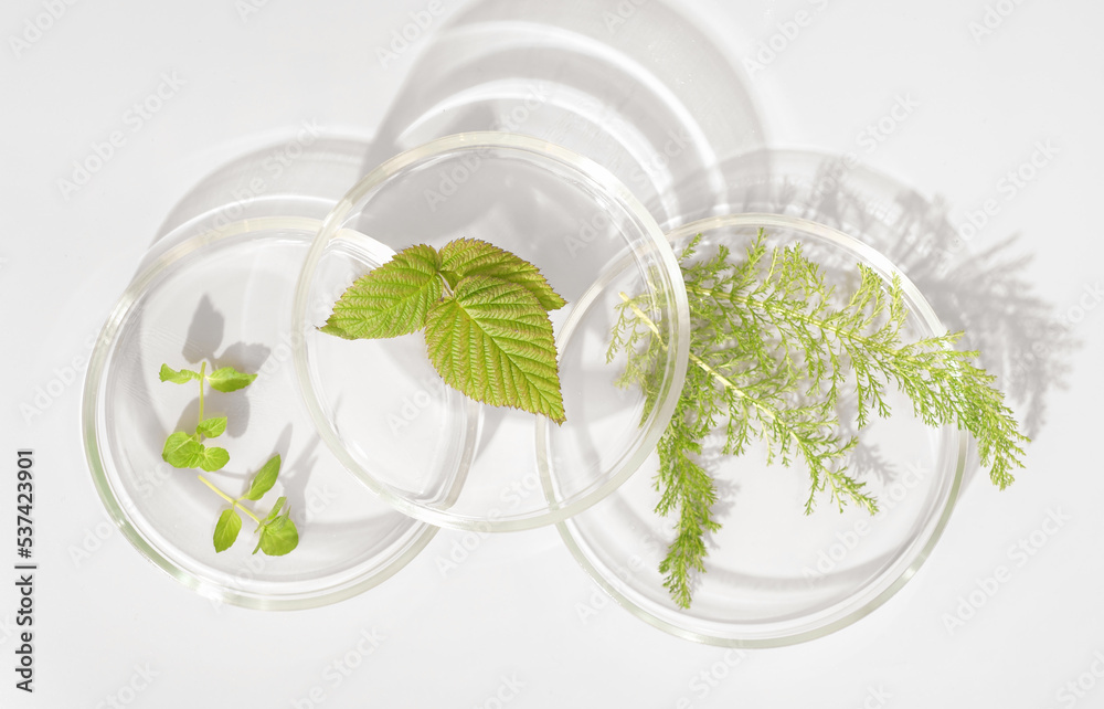 wild herbs in petri dish as natural medicine ingredient, using forest plants in pharmacology industry. natural extraction laboratory. wild herbs in petri dish as natural medicine ingredient, using forest plants in pharmacology industry. natural extraction laboratory.