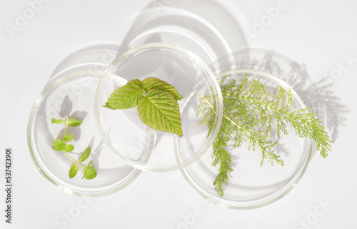 wild herbs in petri dish as natural medicine ingredient, using forest plants in pharmacology industry. natural extraction laboratory.