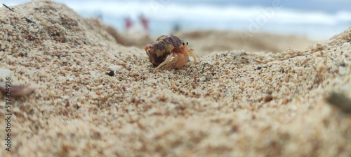 Canvas Print hermit crab on the beach