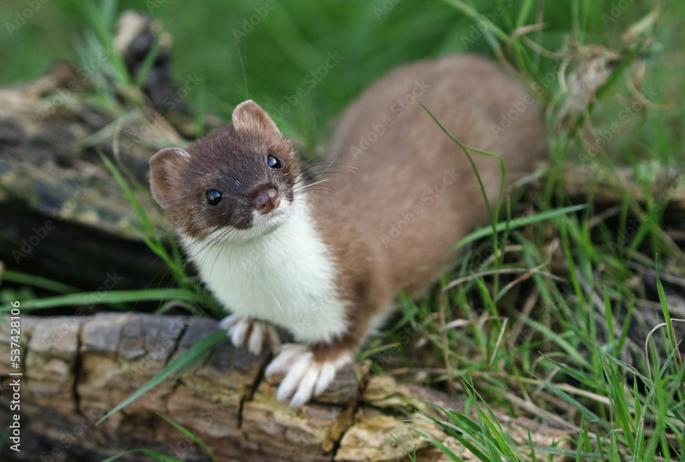 A Stoat, Mustela Erminea, hunting around for food in a pile of logs. A Stoat, Mustela Erminea, hunting around for food in a pile of logs.