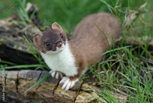A Stoat, Mustela Erminea, hunting around for food in a pile of logs.  © Sandra Standbridge