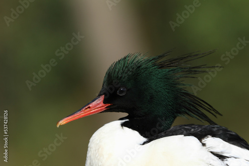 A head shot of a male Scaly-sided Merganser, Mergus squamatus, at Arundel wetland wildlife reserve.	 photo