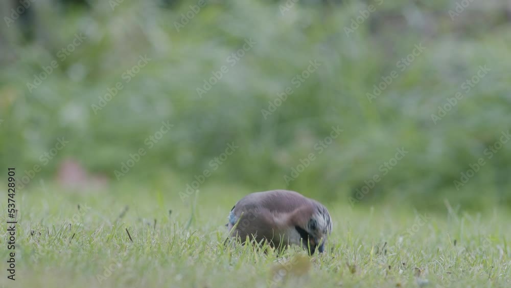 Eurasian jay picking up acorns for winter and swallows them Eurasian jay picking up acorns for winter and swallows them