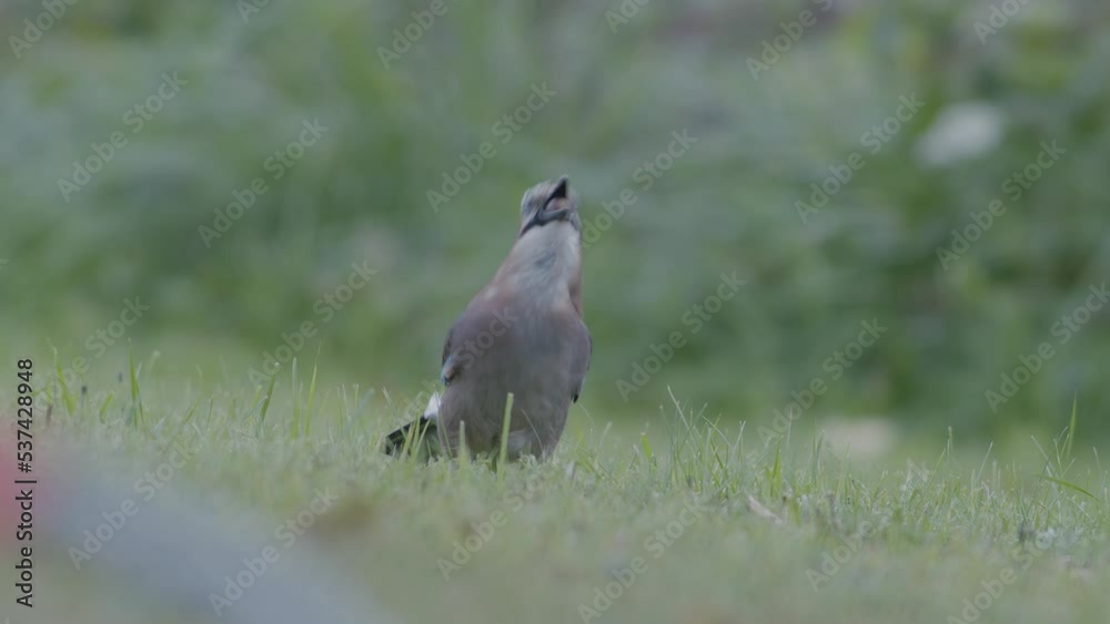 Eurasian jay picking up acorns for winter and swallows them Eurasian jay picking up acorns for winter and swallows them
