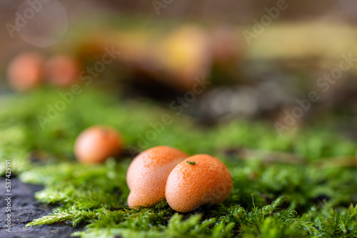 kleine Pilze Waldfrüchte Blutmilchpilz