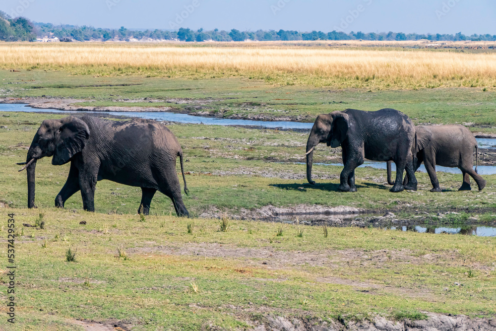 African elephants feed on an island in the Chobe River. Botswana African elephants feed on an island in the Chobe River. Botswana