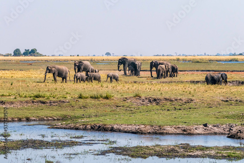 African elephants feed on an island in the Chobe River. Botswana