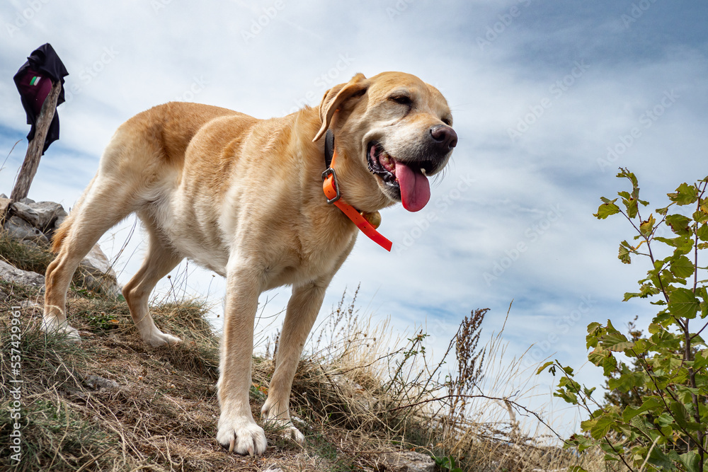 Happy Dog at the summit of Mountain while on walk in the forest Happy Dog at the summit of Mountain while on walk in the forest