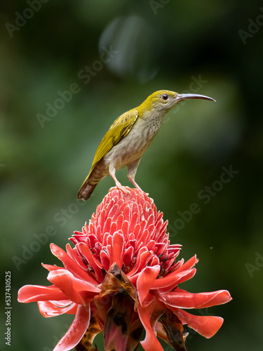 Grey-breasted Spiderhunter on torch ginger flower.	