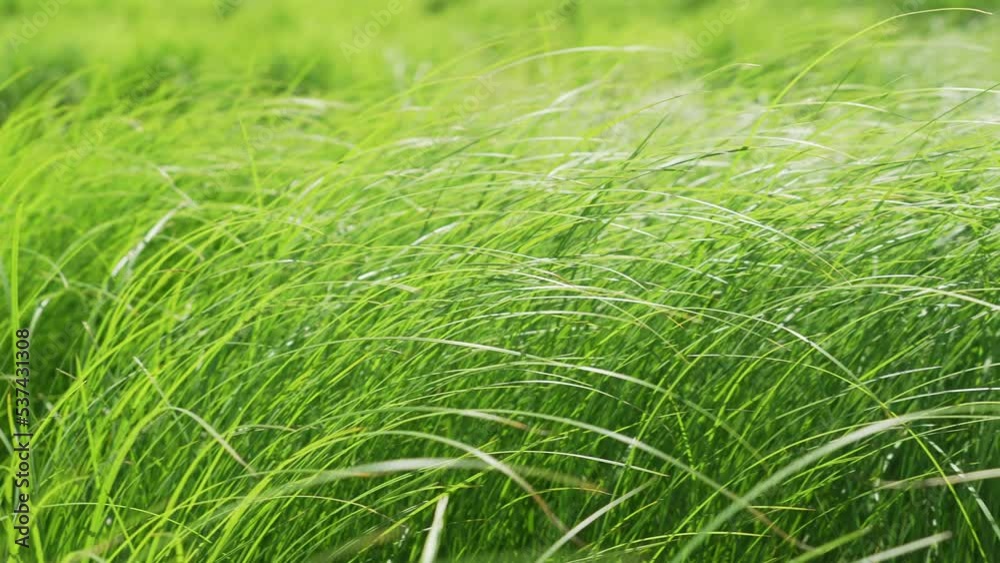 green grass green grass