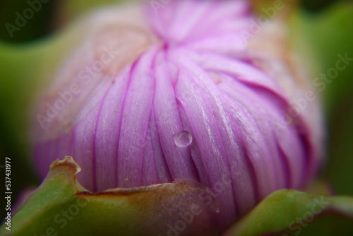 Closeup of a pink carpobrotus flower bud