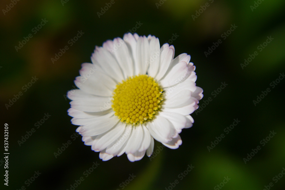 Obraz premium Closeup of a white daisy flower