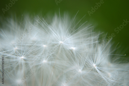 Closeup of a white dandelion © AnnyKen