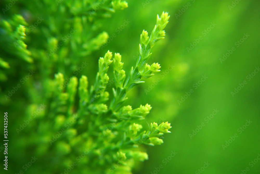 Closeup of a green evergreen tree brunch Closeup of a green evergreen tree brunch
