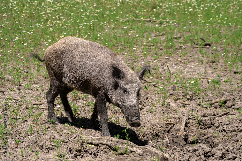 Wildschwein mit nassen schmutzigen Beinen und Rüssel läuft vor einer Wiese mit Blumen Wildschwein mit nassen schmutzigen Beinen und Rüssel läuft vor einer Wiese mit Blumen