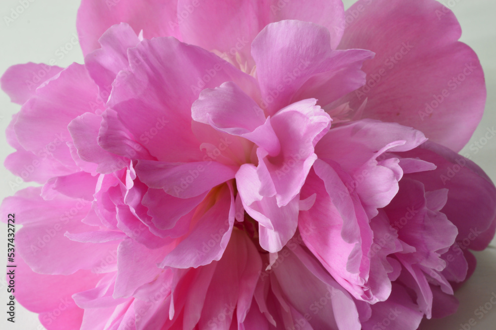 Closeup of a pink peony flower
