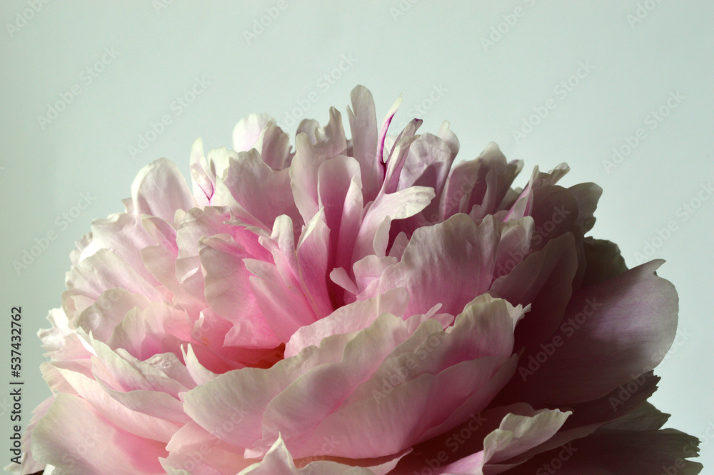 Closeup of a pale pink peony flower head Closeup of a pale pink peony flower head