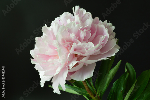 Closeup of a pale pink peony flower