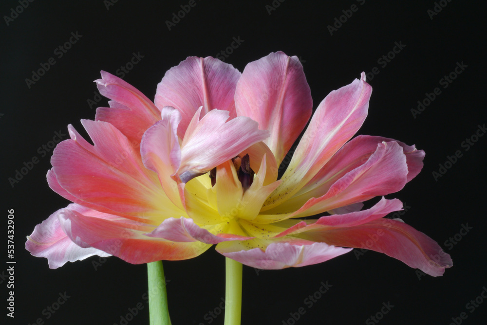 Closeup of a pink tulip on the black background