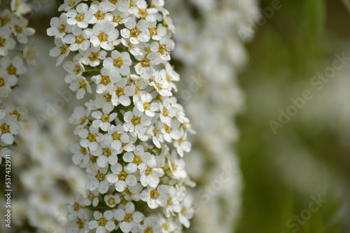 Closeup of a bunch of whote flowers on a bush branch