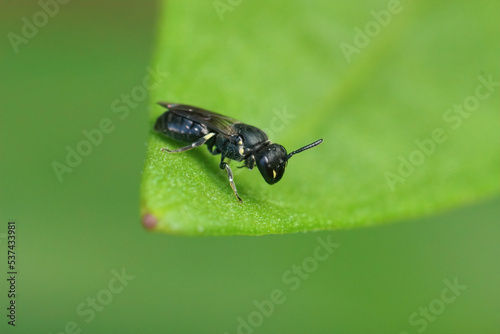 Closeup on a small black female Common Yellow-face Bee , Hylaeus communis, sitting on a green leaf in the garden © Henk