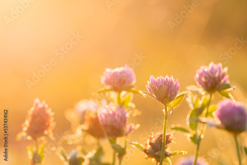 Macro shot of blooming clover against rising sun. Tender clever flowers in dew lit by morning sunlight