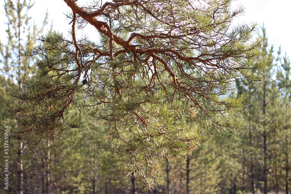 Fototapeta premium Pine trees branches against blue sky 