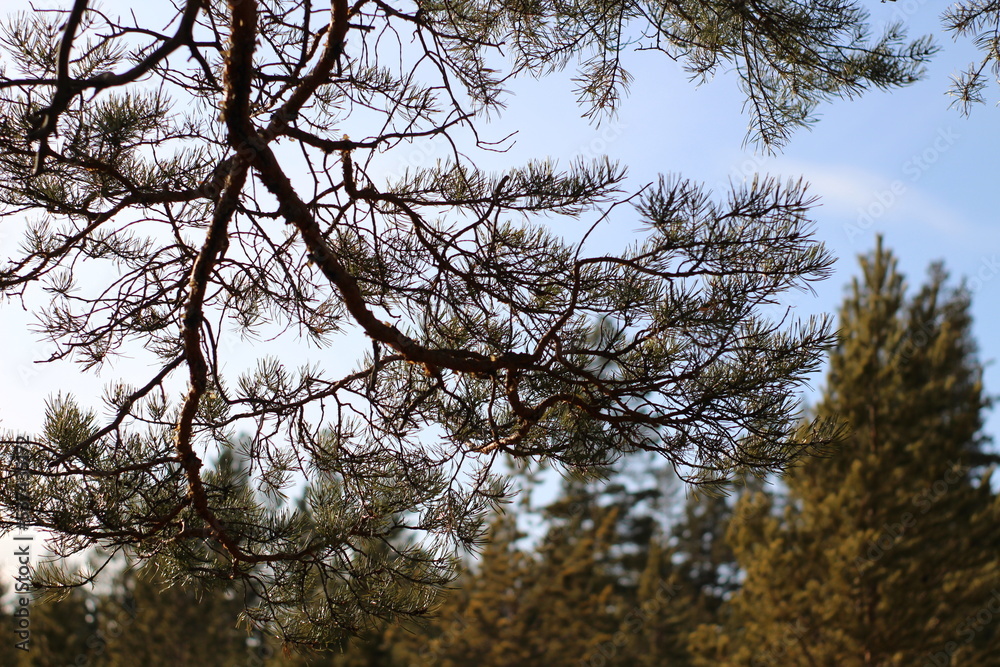 Pine trees branches against blue sky Pine trees branches against blue sky