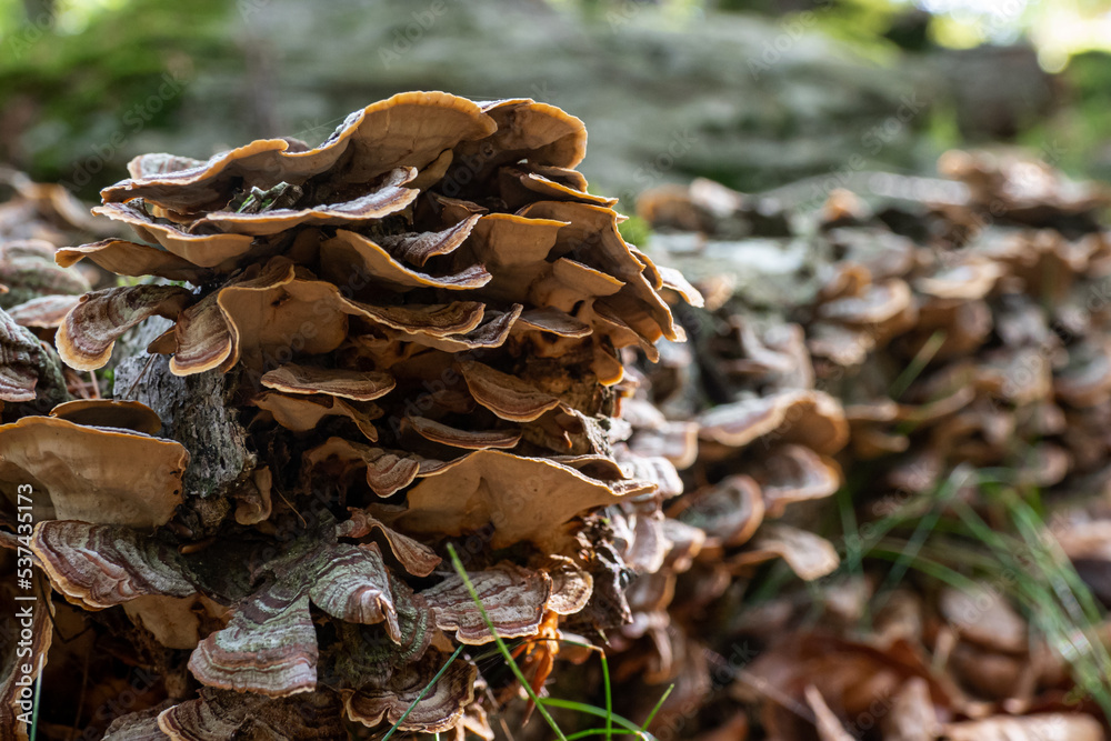 Wild mushroom growing in the forest during autumn Wild mushroom growing in the forest during autumn