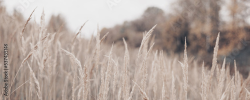 Fotografía Pampas grass in autumn