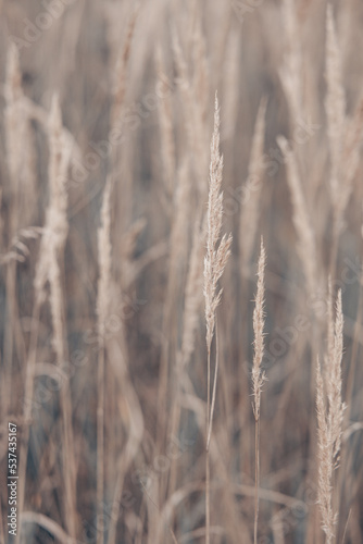 Pampas grass in autumn. Natural background. Dry beige reed. Pastel neutral colors and earth tones. Banner. Selective focus.