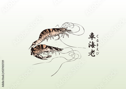 車海老,海老,エビ,えび,刺身,食材,食べ物,シーフード,居酒屋,飲食,飲食店,寿司,鮮魚,鮮魚店,浮世絵,錦絵,日本画,Prawn, horse mackerel, horse mackerel, horse mackerel, sashimi, ingredients, food, seafood, izakaya, restaurant, restaurant, sushi, Shrimp