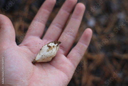 Bulb in woman's hand. Bulb is structurally a short stem with fleshy leaves or leaf bases that function as food storage organs during dormancy to enable the plant to survive adverse conditions photo