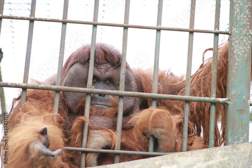 gorilla with brown fur in the zoo