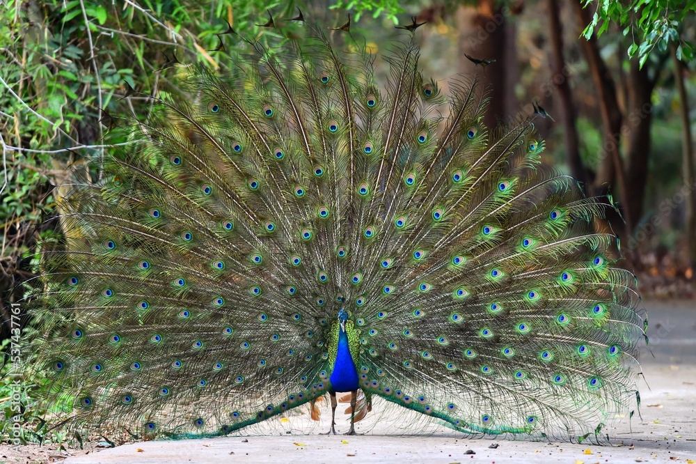Obraz premium Peacock panning beautiful tails